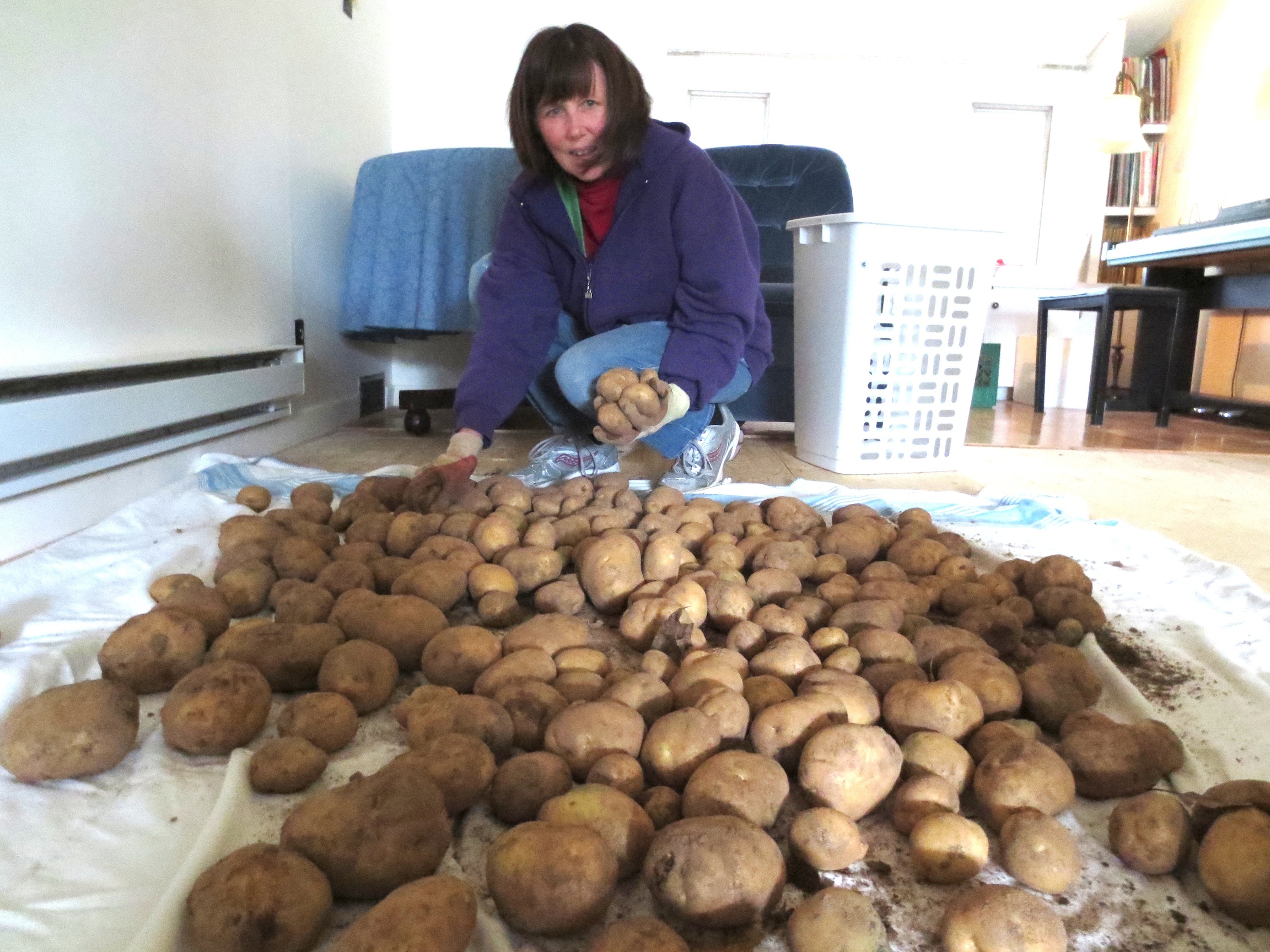 Kathleen lays out potatoes, freshly dug from the ground, on our living room floor for drying. 